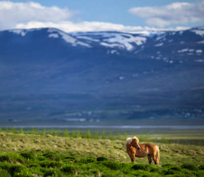 Doug Sturgess Releases Icelandic Horse